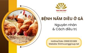 Nguyên nhân gây bệnh nấm diều ở gà và cách điều trị