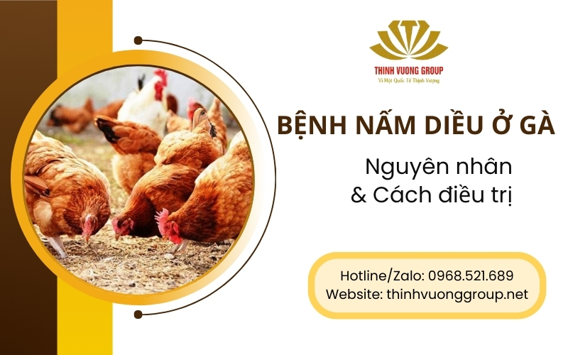 Nguyên nhân gây bệnh nấm diều ở gà và cách điều trị