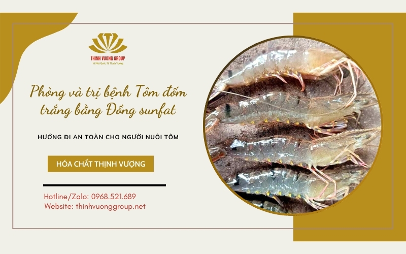 Phòng và điều trị bệnh tôm đốm trắng bằng đồng sunfat