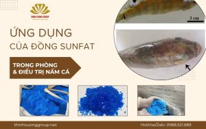 Ứng dụng của đồng sunfat trong điều trị nấm cá – Giải pháp hiệu quả cho người nuôi thủy sản