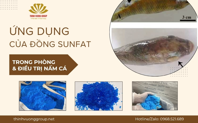 Ứng dụng của đồng sunfat trong điều trị nấm cá – Giải pháp hiệu quả cho người nuôi thủy sản